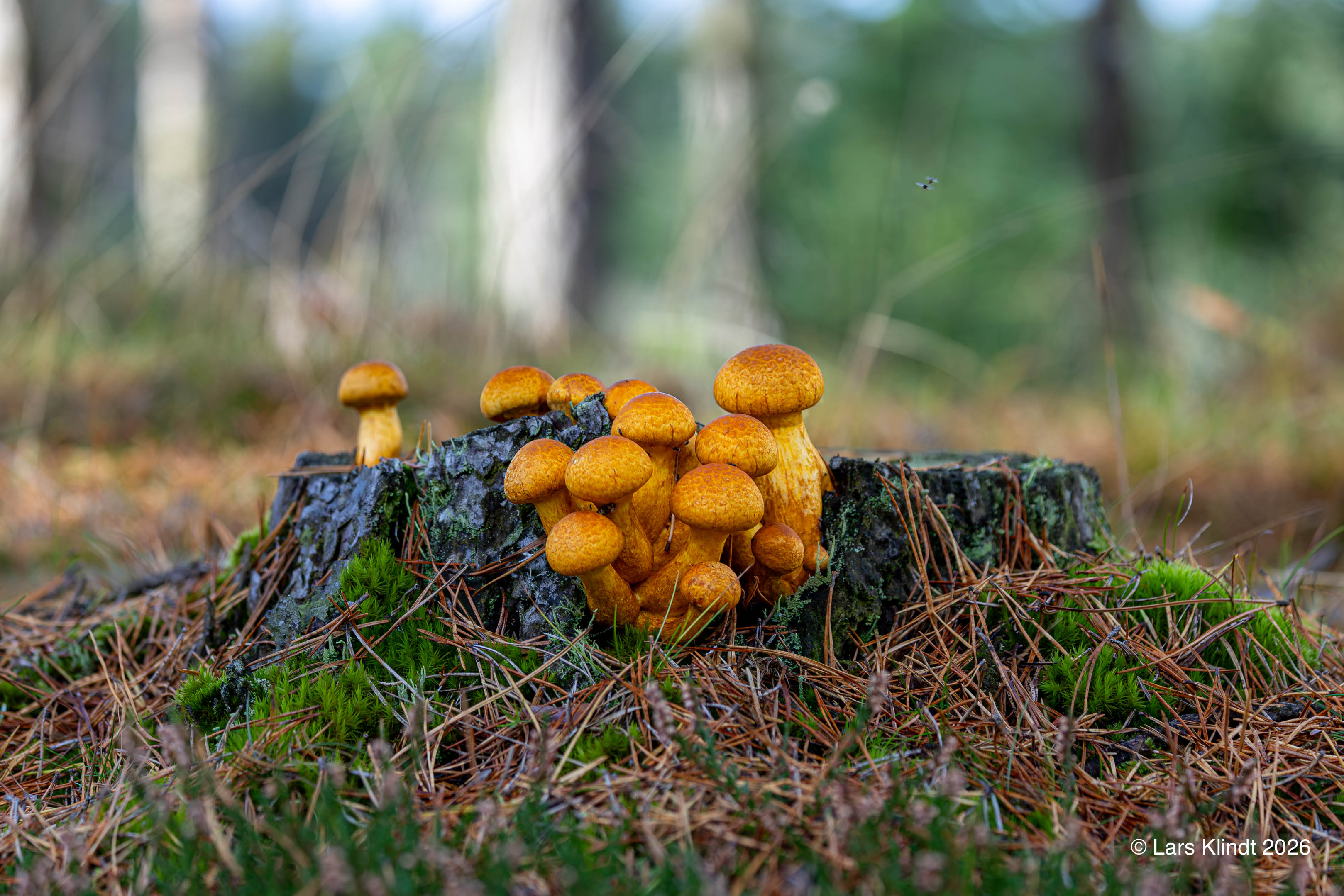 En klynge af Fibret Flammehat ved Ål Plantage