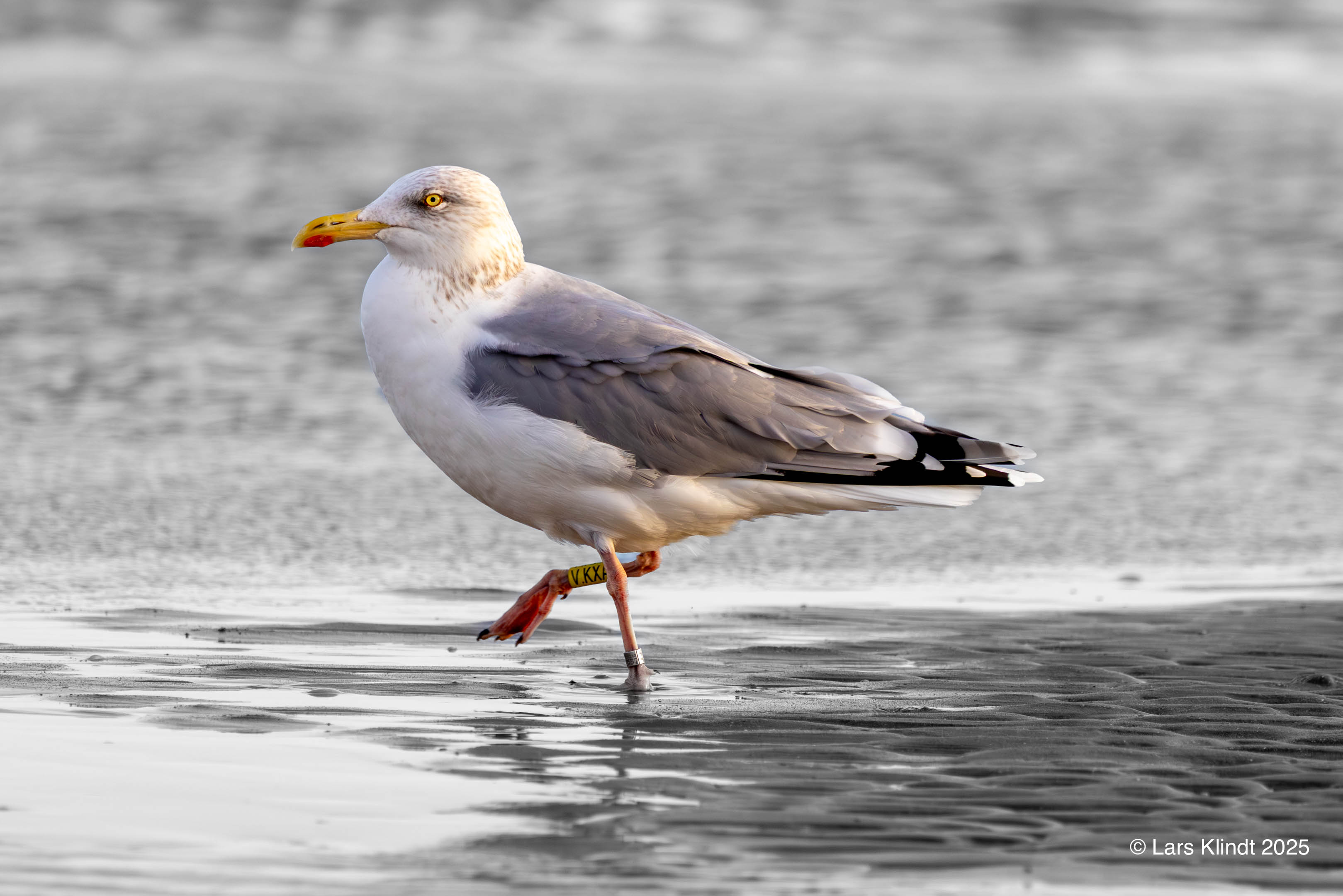 Havmåge ved Blåvand Strand
