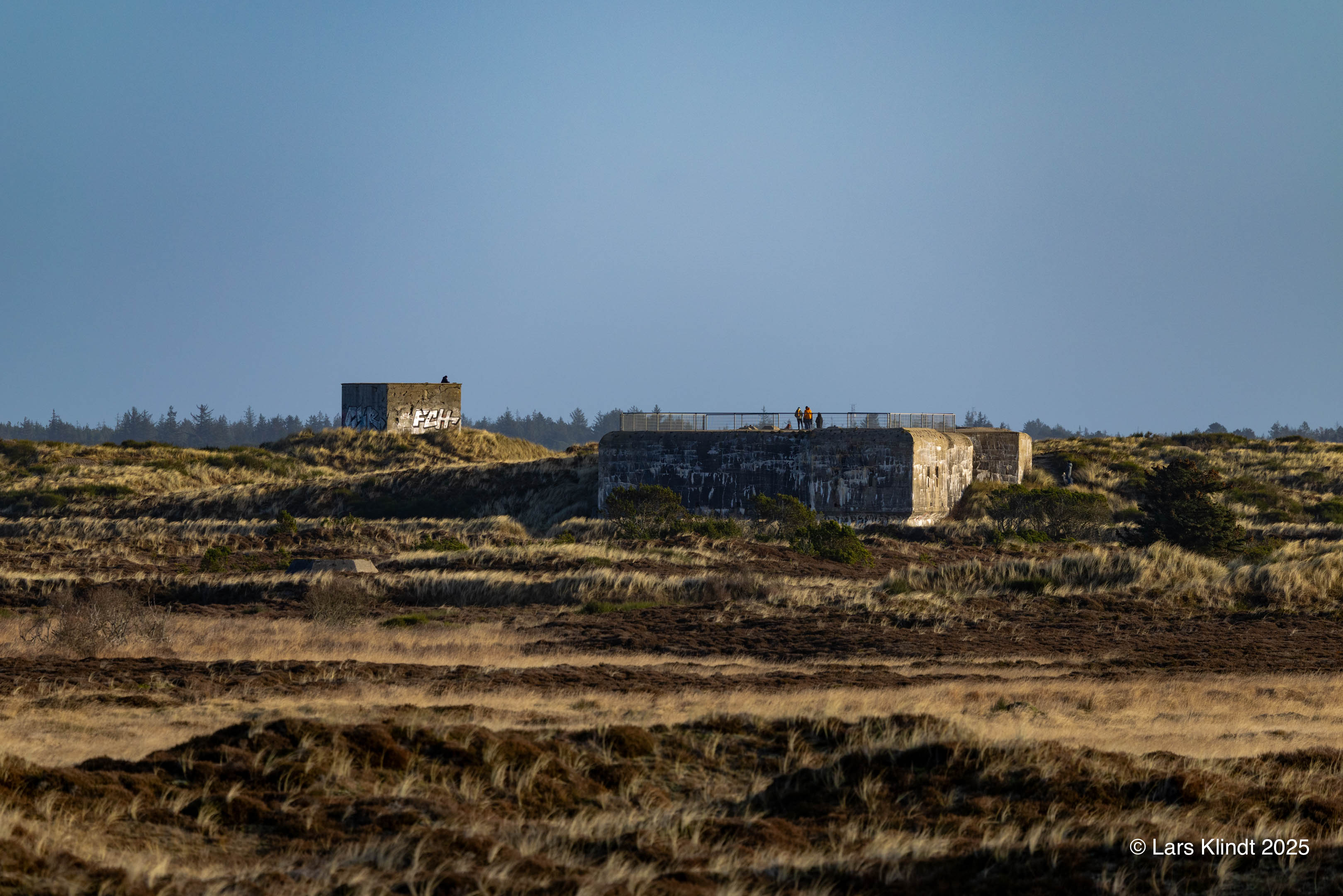 Bøffelstillingen i Blåvand