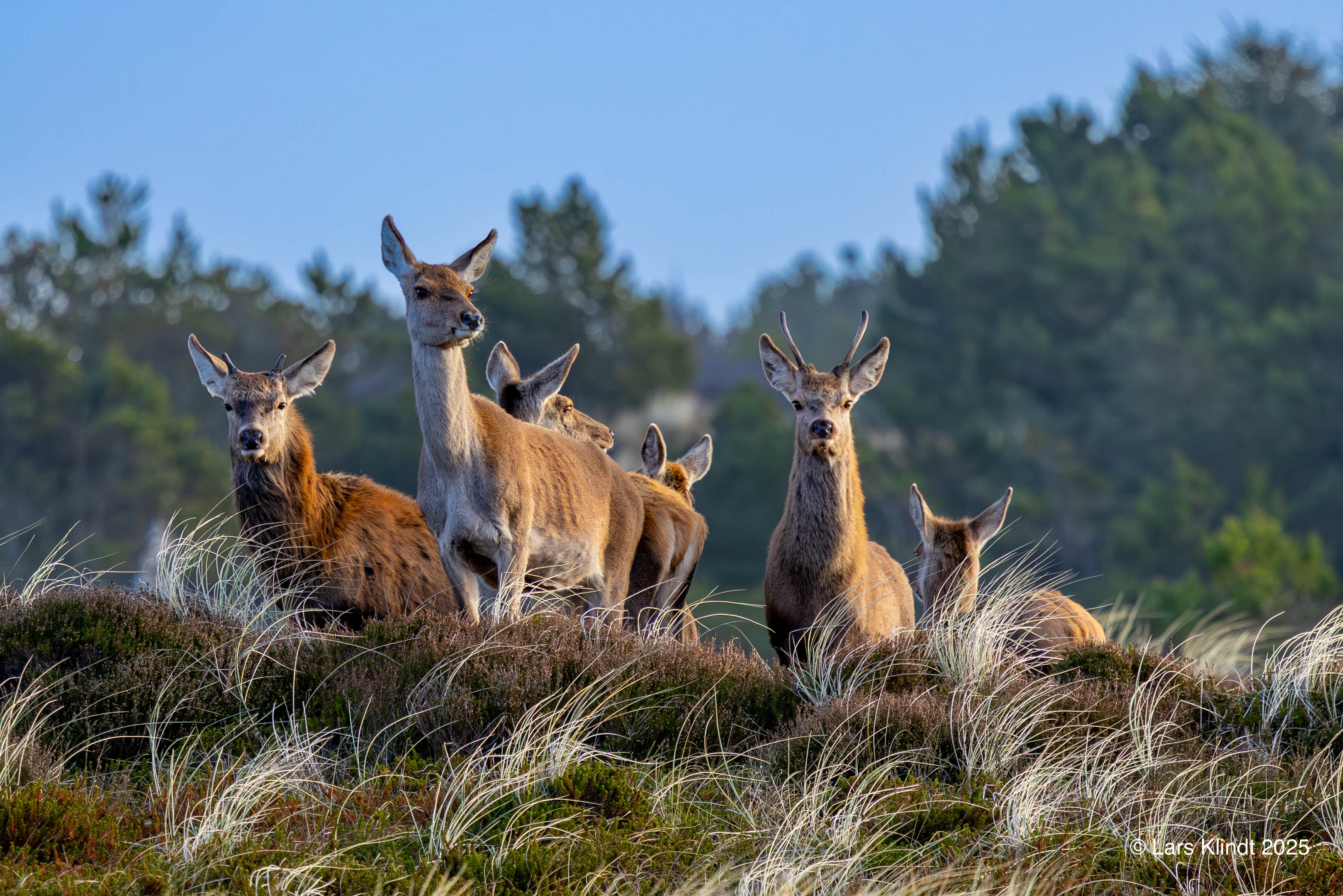 Dådyr i Blåvand
