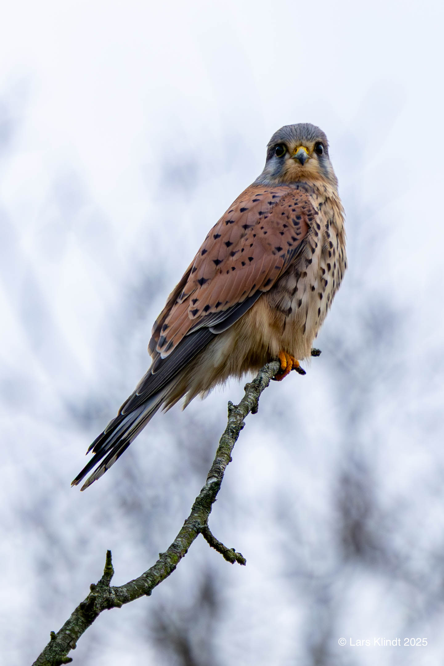 Tårnfalk i Dyrehaven Esbjerg