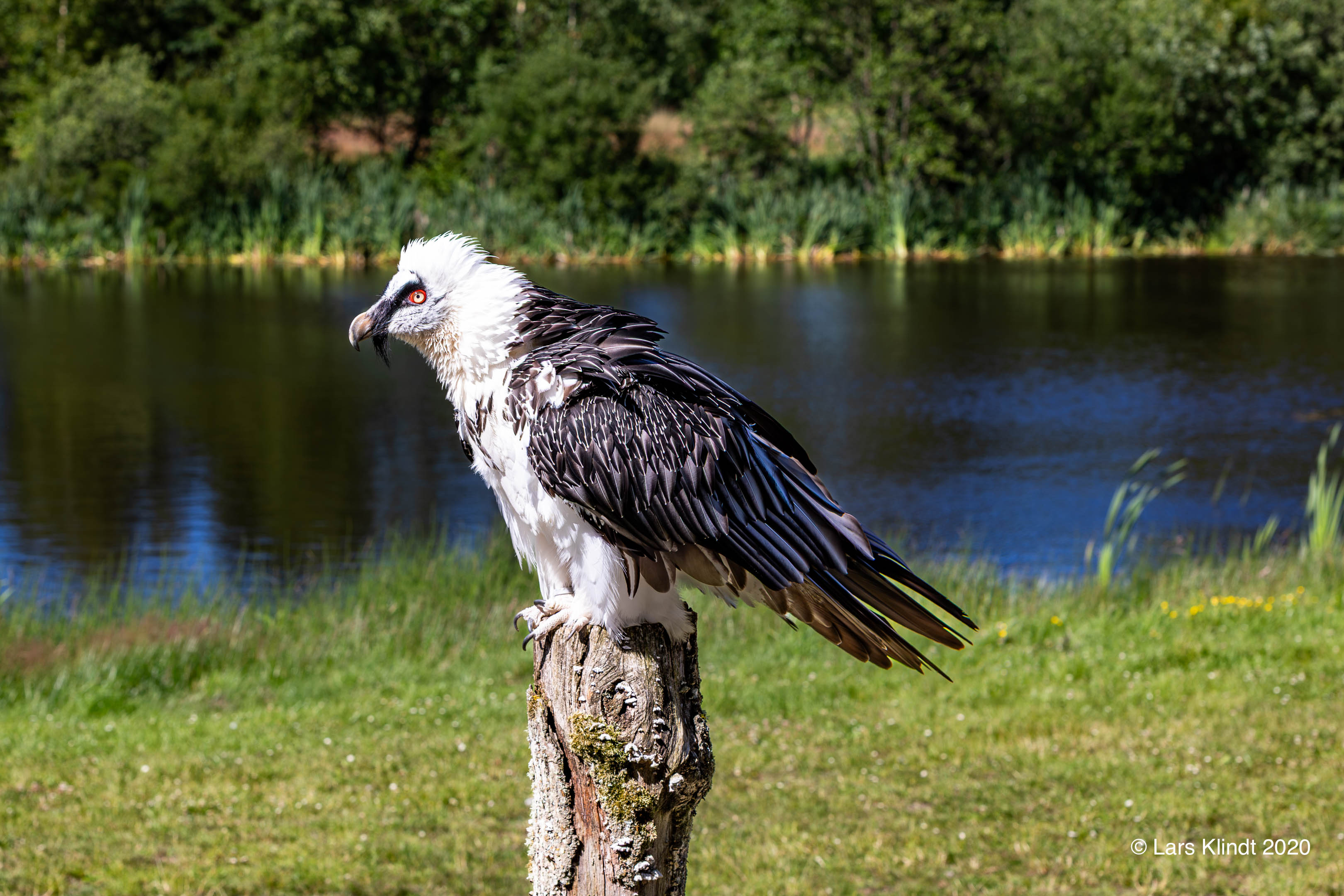 Lammegrib i Ørnereservatet