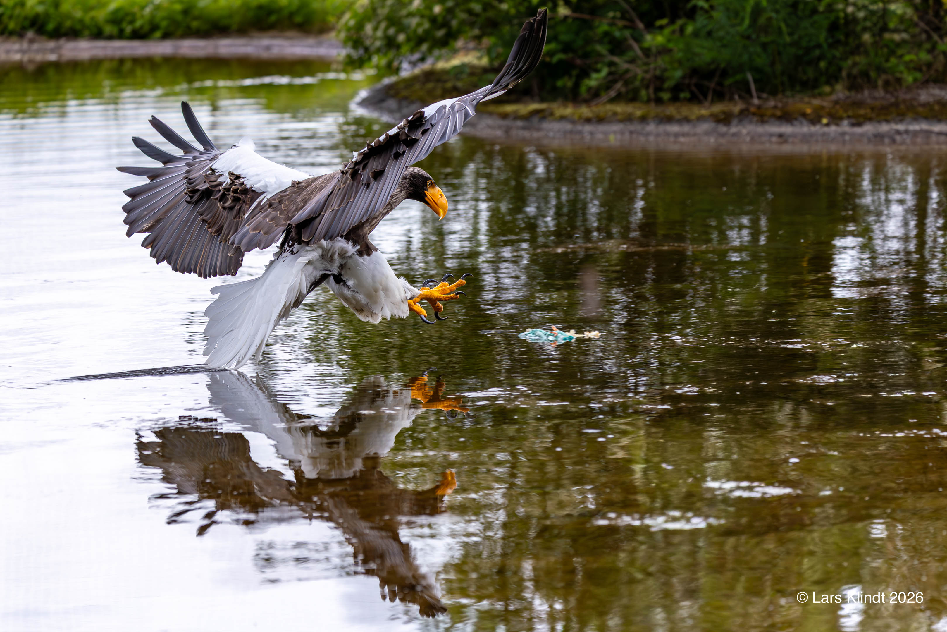 Havørn i Skandinavisk Dyrepark