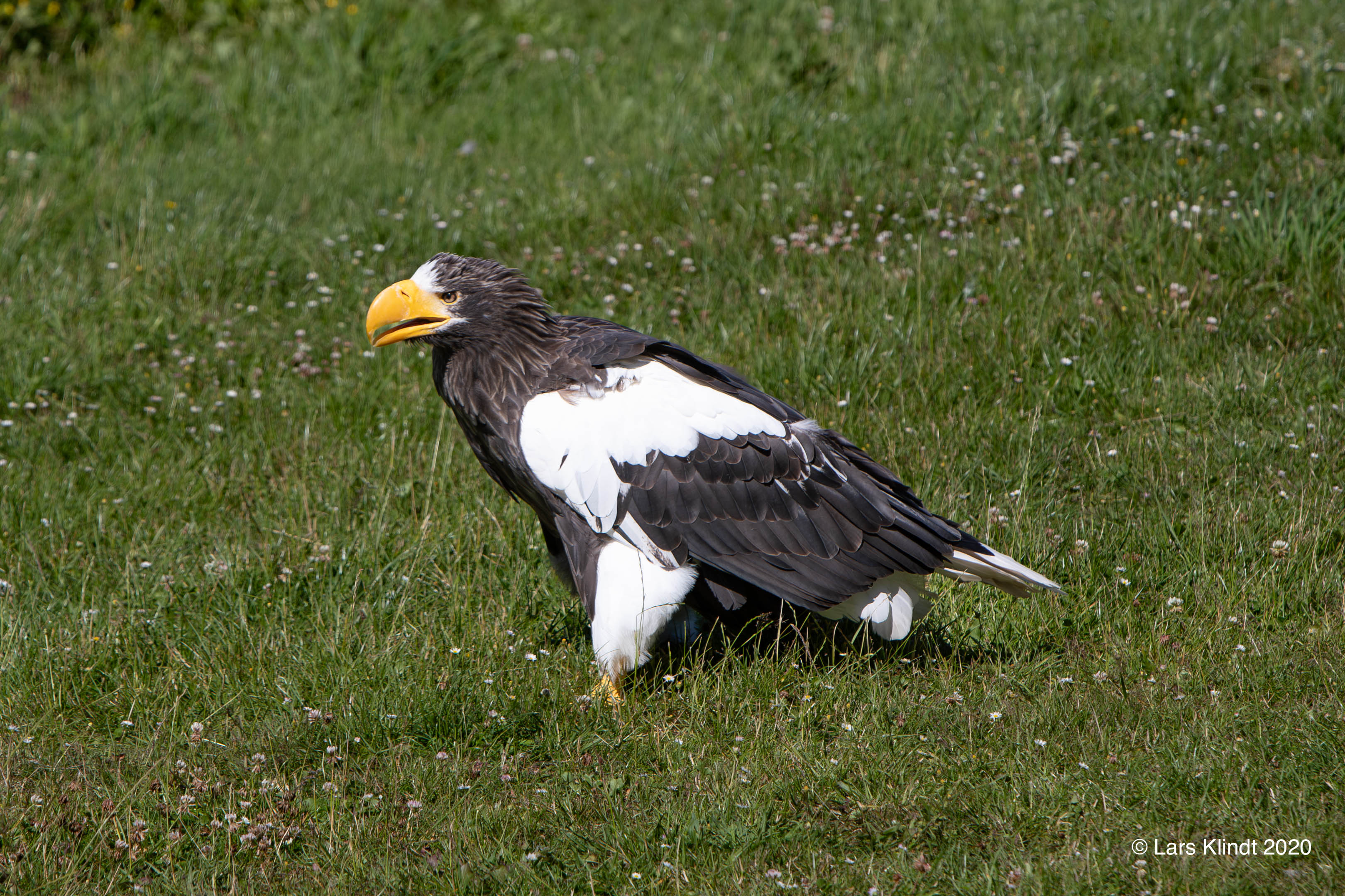 Stellersørn Ørnereservatet