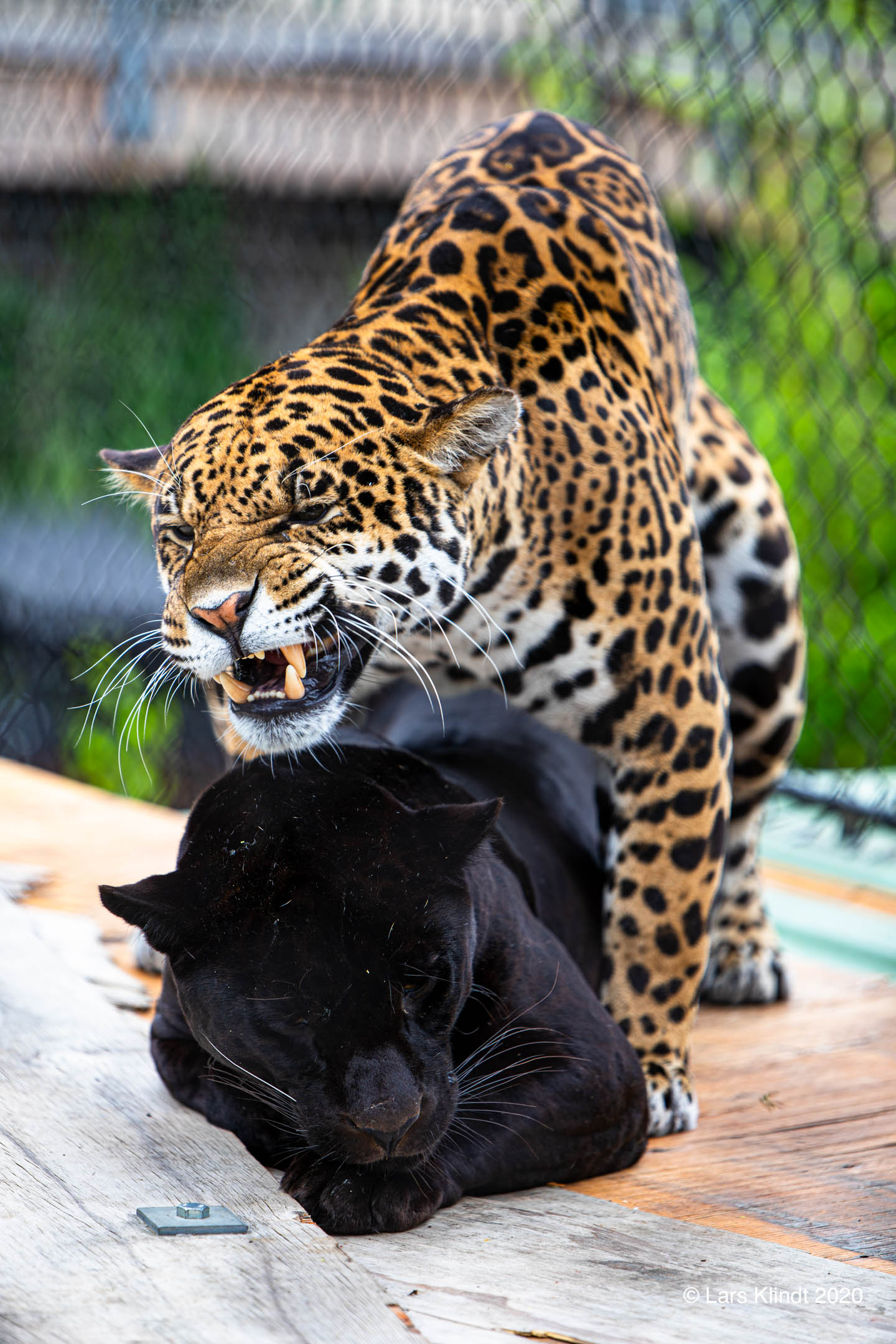 Leopard og Puma i Randers Regnskov