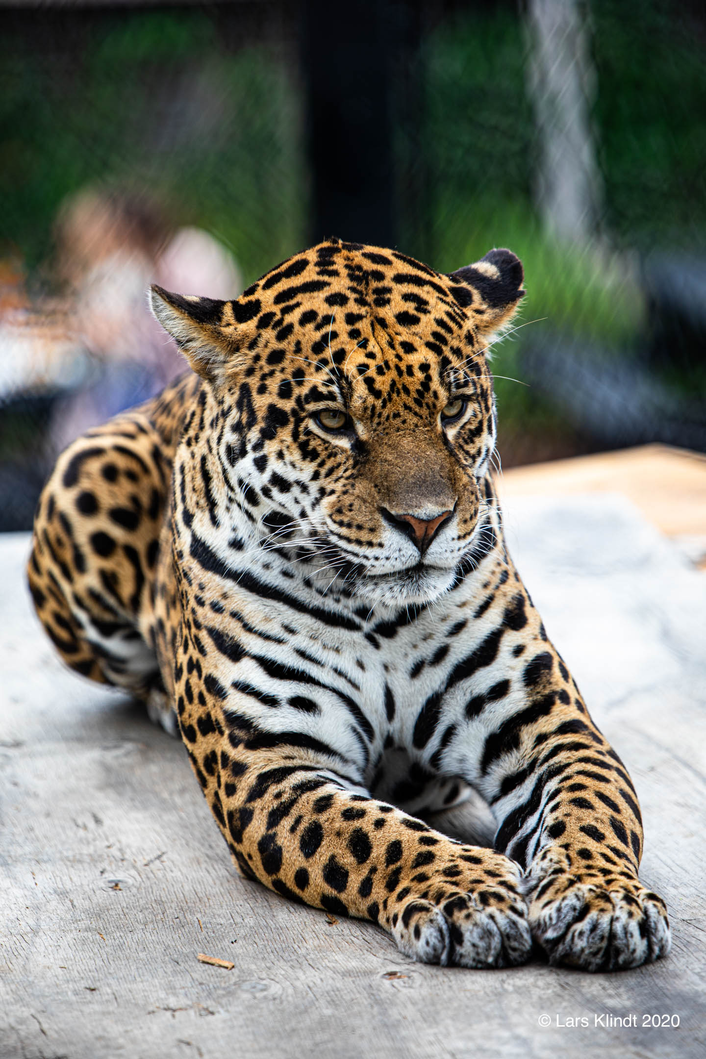 Leopard i Randers Regnskov