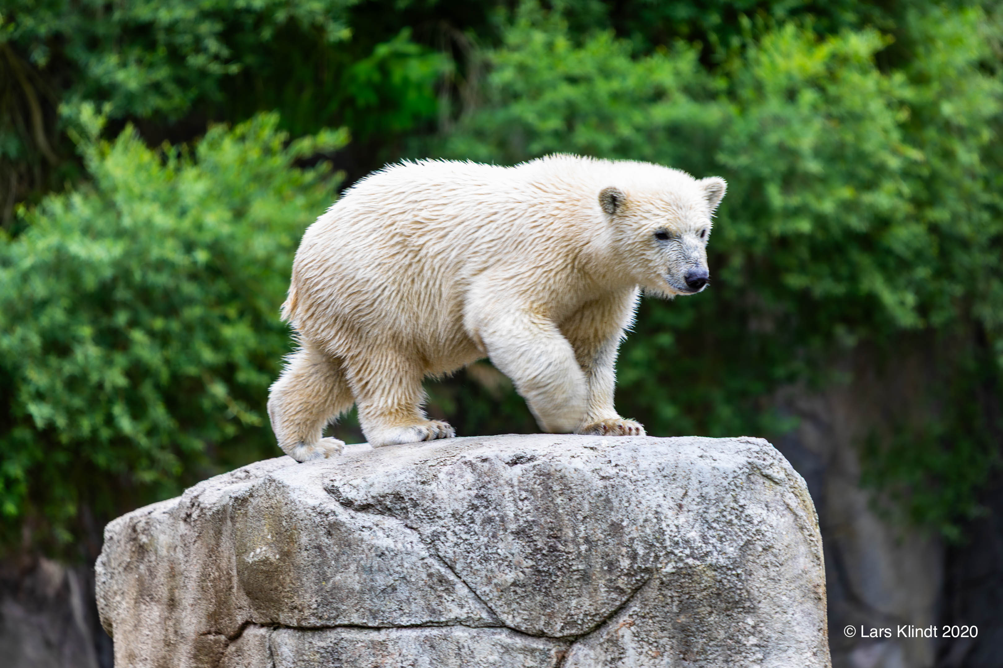 Isbjørn i Aalborg Zoo