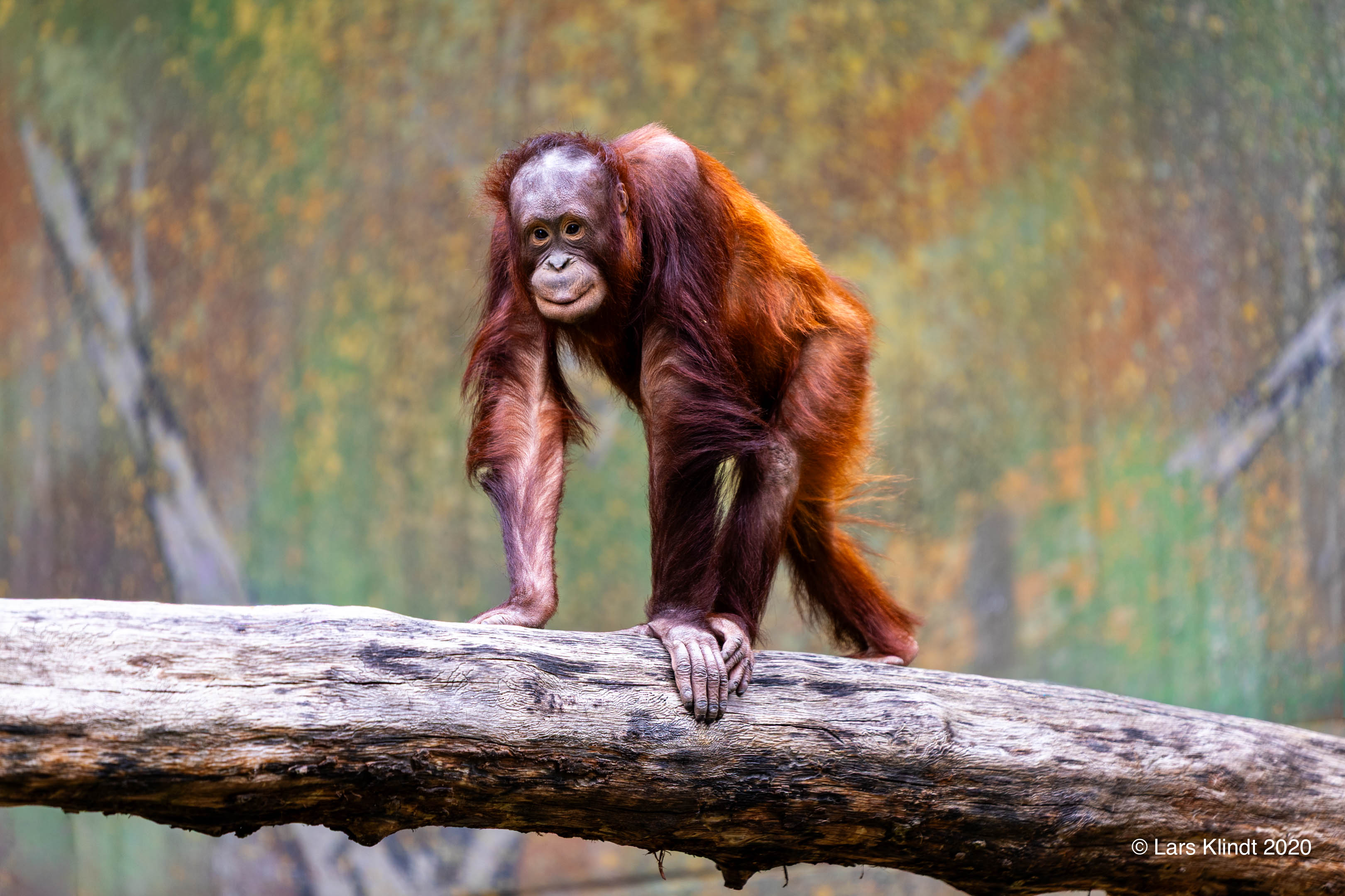Orangotang i Aalborg Zoo