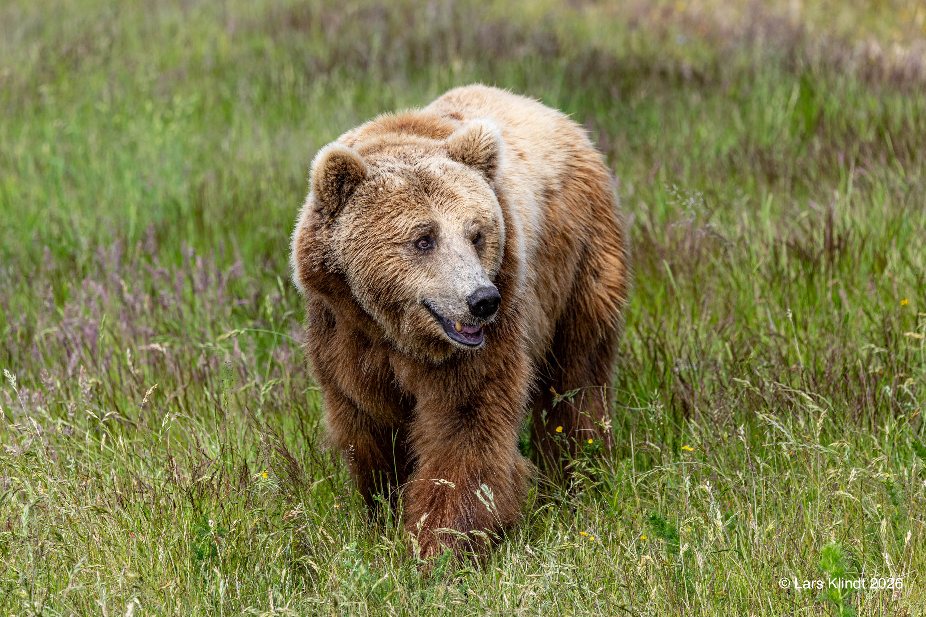 Brun Bjørn Skandinavisk Dyrepark