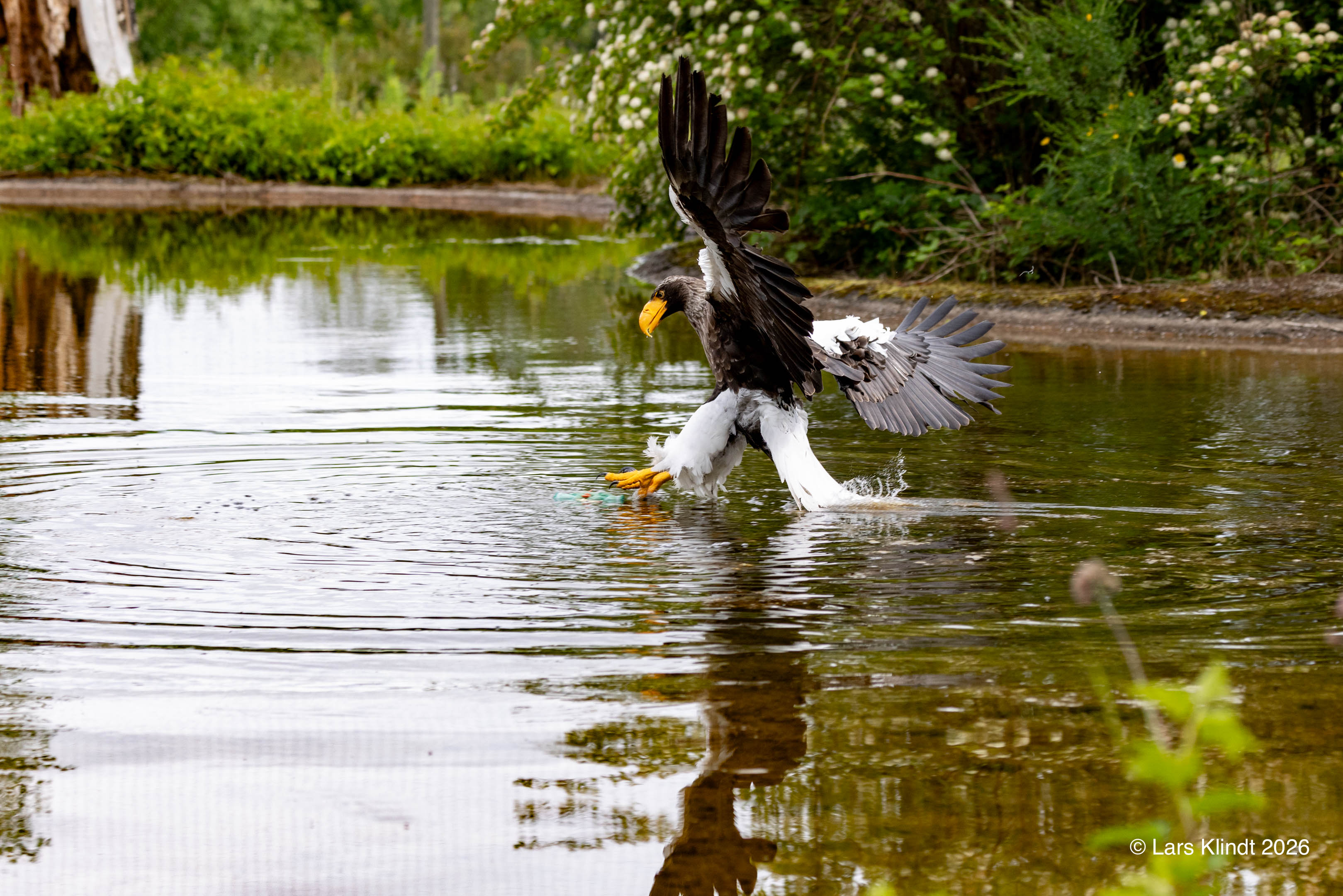 Havørn i Skandinavisk Dyrepark