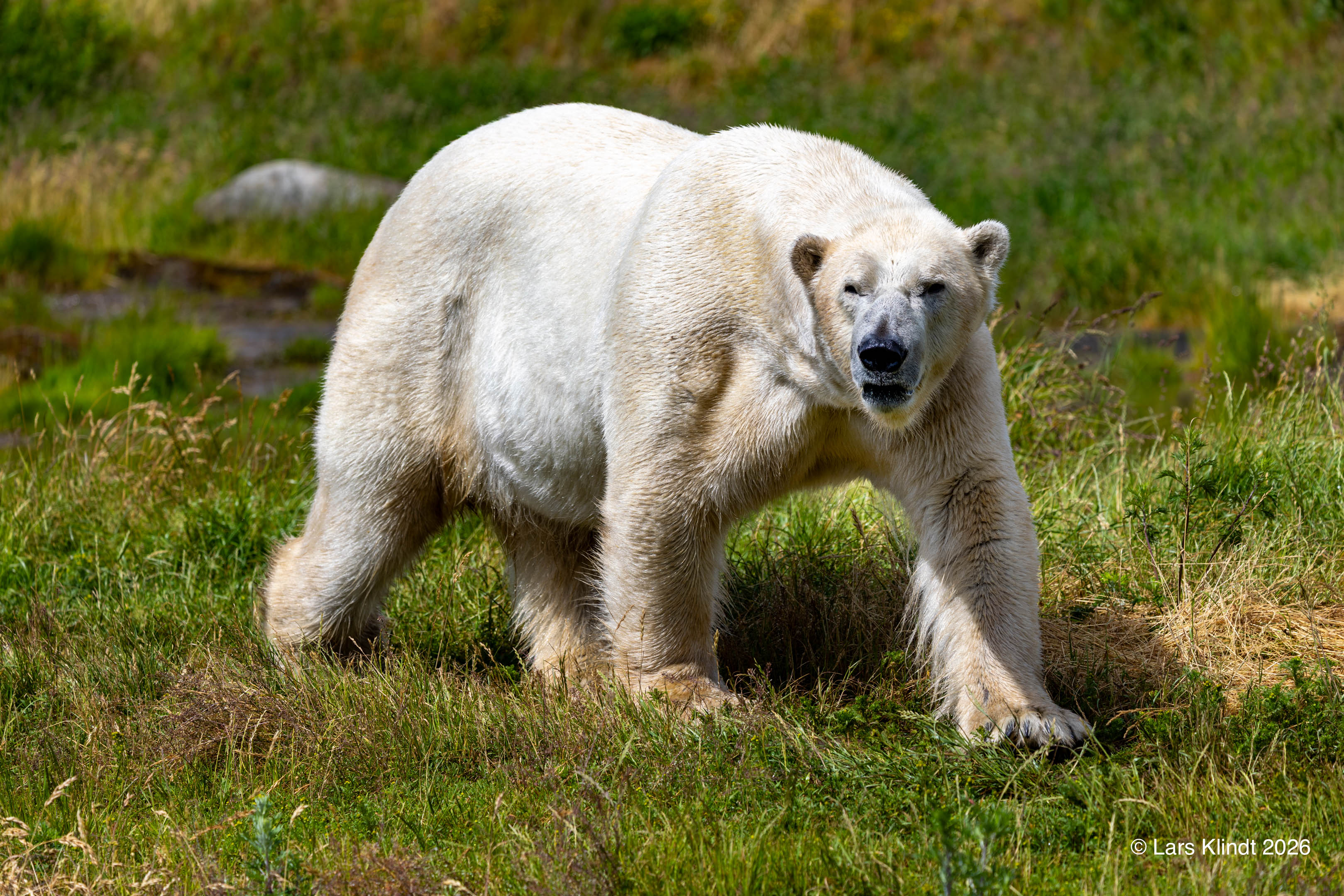 Isbjørn i Skandinavisk Dyrepark