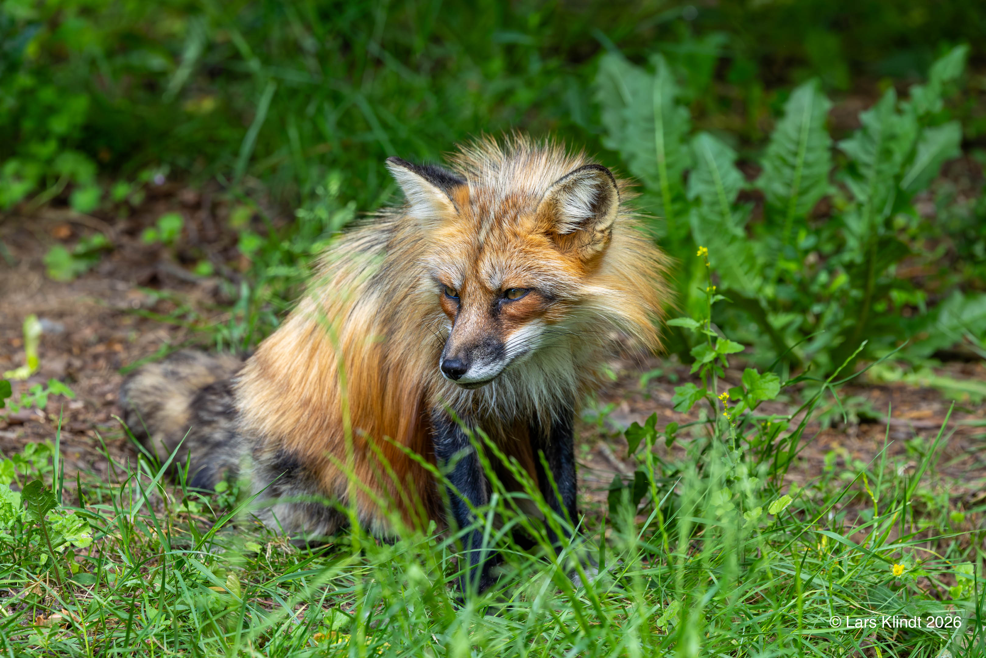 Ræv i Skandinavisk Dyrepark