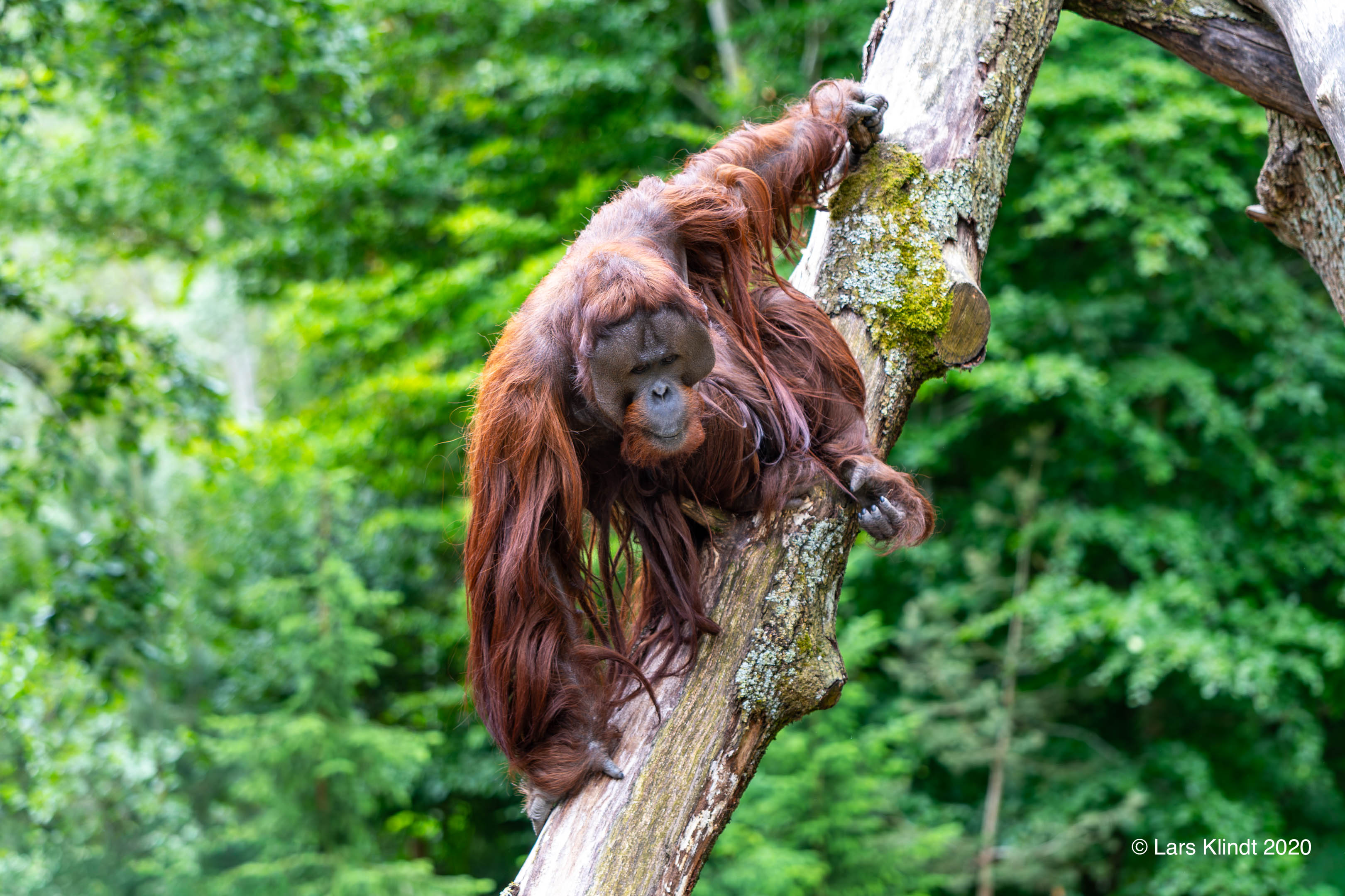 Orangotang i Aalborg Zoo